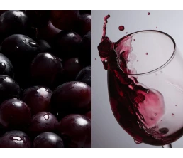 Бокал для вина «Энотека»